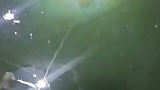 Pemberian pakan cacing sutera perdana, larva lele langsung lahap makan