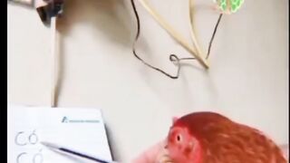 chicken speaking its language funny