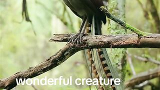 Bird chirping