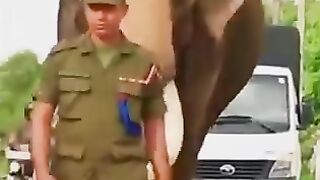 Our country elephant