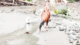 Persahabatan Ayam dan merpati mandi air hujan