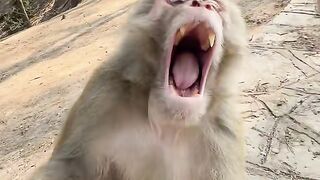 Monkey- I'm so angry