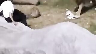 lion king
