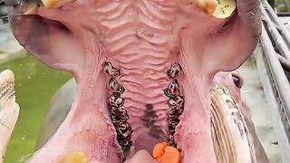 Hippo Qige's Daily Life