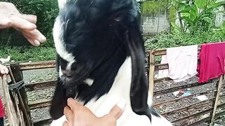 Kambing persilangan Etawa
