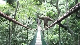 Monkeyland Bridge