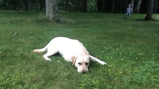 Dog Playing With Kid