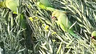 Parrots #parrots
