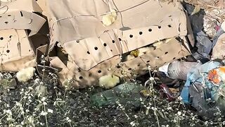 Save birds