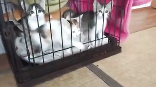 Cats House