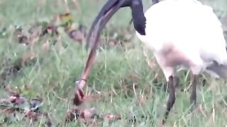 Black-headed ibis eats spicy strips, magical animal