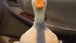 Cute pet debuts, interesting duck