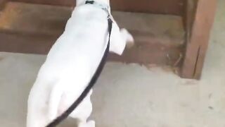 Jumping dog, happy going up the stairs