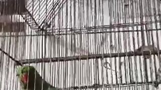 Parrot talking