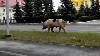 Piggy walks around the city to music