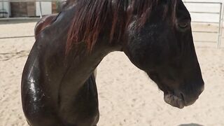 Horse video and vlog upload