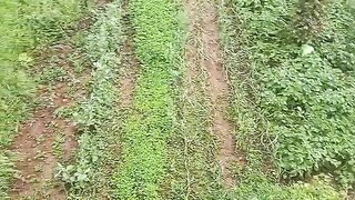 La nature