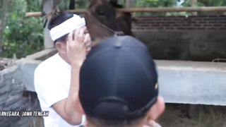 Dedi Mulyadi pesan sapi super besar