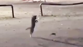 funny viral