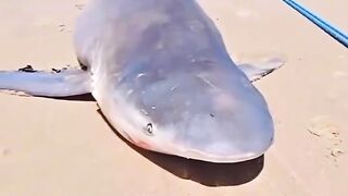Captured shark#viral#press play
