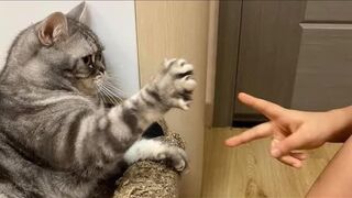 These CATS Are Too Silly ???? Funniest Cat Videos 2025