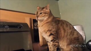 Funny Cats Compilation (Most Popular) Part 1