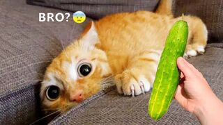 Silliest CATS on Earth ????   Funny Cats Videos 2023