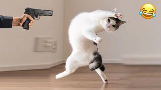 Please… Don’t Shoot ????| Funny Cats Videos | Kitty Vines