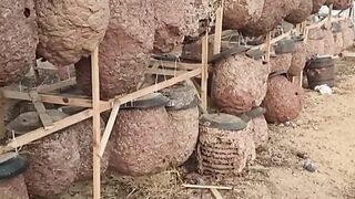 BUDI DAYA TAWON UNTUK DIBUAT MINUMAN
