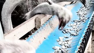 BURUNG UNTA MEMAKAN BATU KERIKIL