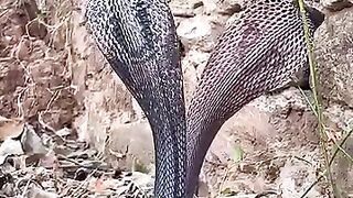 King Cobra snack