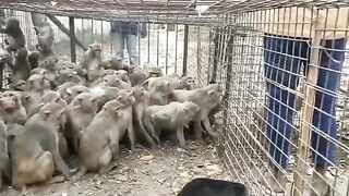 Smart Monkeys