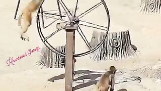 Funny monkey