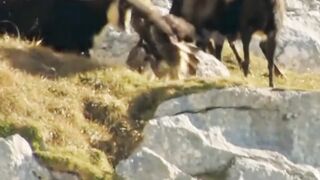 Eagle vs Mountain Goat