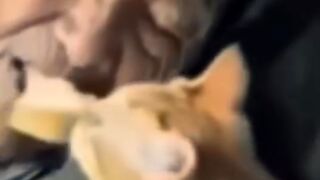 Innocent cat feeds its sick ow