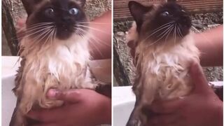 Poor cat is shivering from the cold because of the bath