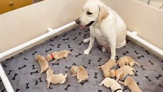 Mom Dog Vs Son Dogs