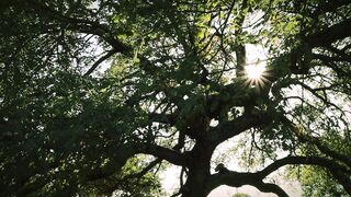 sunshine, tree