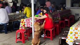 friendly dog viral  press play