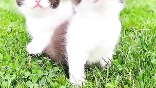 So cute kitten baby