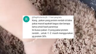 Uji coba pakan protein rendah dibibis dengan MAXOIL, hasilnya diluar dugaan