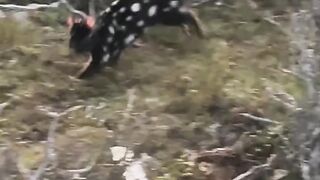 Quoll oriental ameaçado de extinção