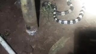 Jaring penutup kolam multifungsi penghalau hama/predator ikan lele
