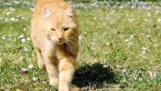 Cats are adorable and independent creatures, combining playfulness and affection. ????✨