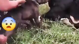 Viral funny vaca vs pitbull