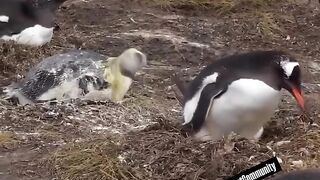 Best animals fart!