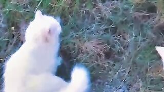 Three friend view dogs and cats