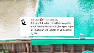 Kalau hujan air kolam meluap, ikan lele loncat pindah kolam, bagaimana solusinya