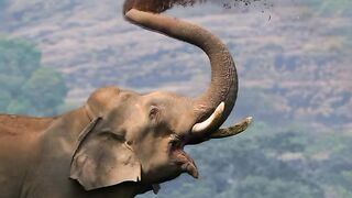 ചില്ലിക്കൊമ്പൻ #wildlife #kerala