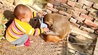 Baby Vs Monkey